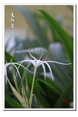 文殊兰