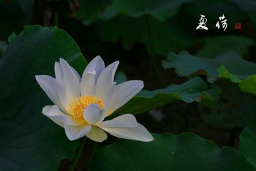 夏荷②