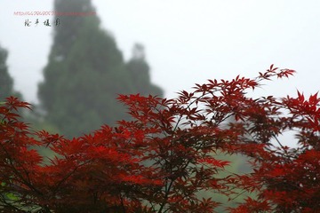 IMG_9581a
