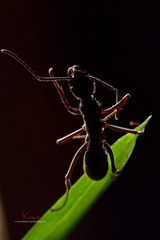 IMG_0318a.jpg