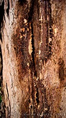 DSC03546.jpg