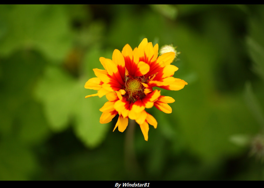 上海南翔留云湖全景