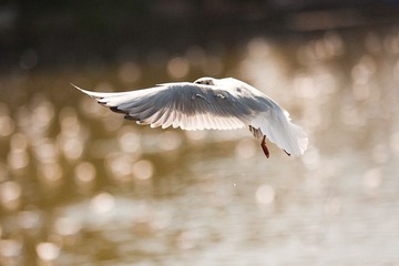 _MG_7038.jpg