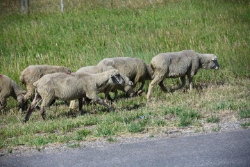 IMG_9278.JPG