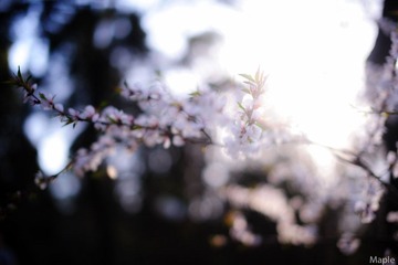 _DSC9608.jpg