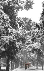 2010最后一场雪.景山公园