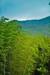 nEO_IMG_南山竹海6.jpg