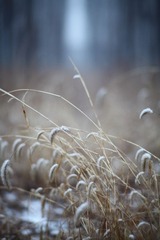 _MG_6011.JPG