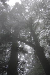 _IGP1178