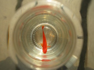 IMG_2238.jpg