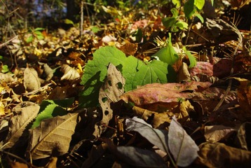 _IGP8206.JPG