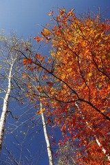 _IGP8218.JPG