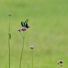DSC_0500_1