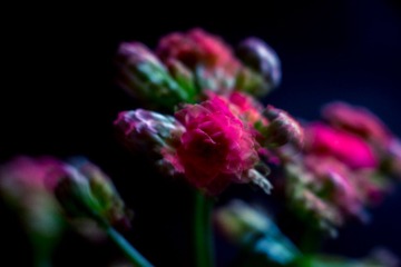 IMG_1048.jpg