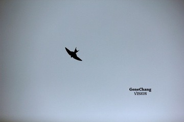 Flying