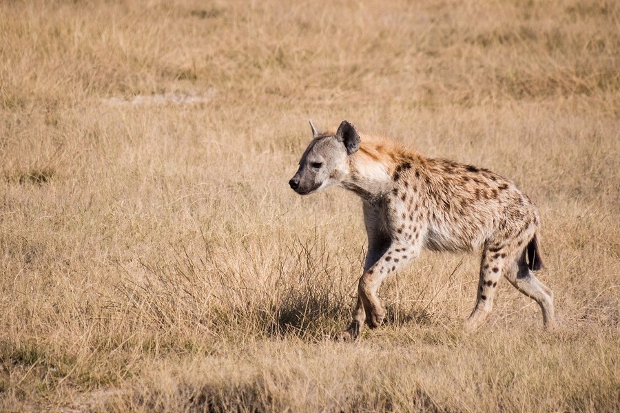 鬣狗看着就想笑幼儿园跟着老师学用鼻子拆东西象与山难得云稍微散开了