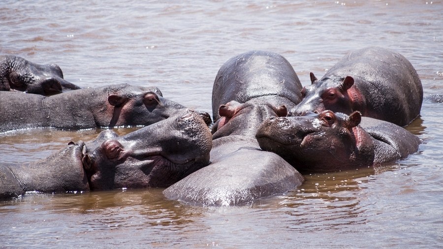 肥枕头 br /> 河马一家在马拉河里睡午觉.