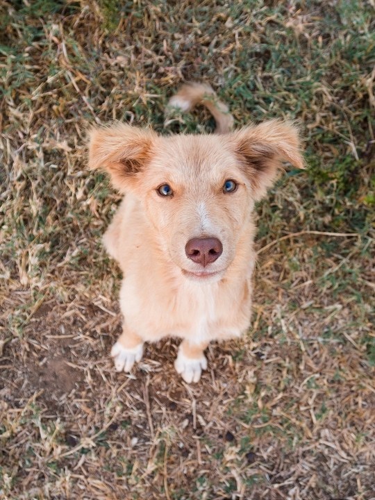 呆狗 br /> 呆狗的另一个角度