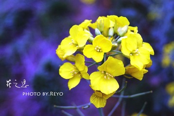 油菜花