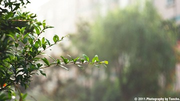 清晨11