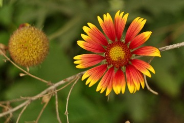 IMGP8607-1