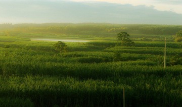 田野.jpg