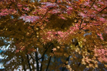 L1000111.jpg
