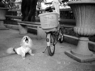 沙面的狗子
