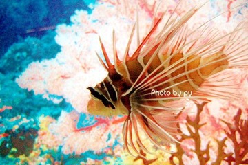 SEA1