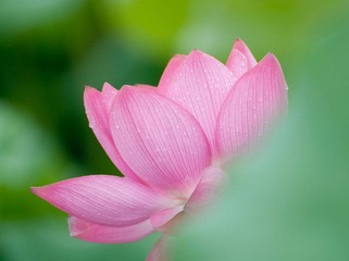 犹抱琵琶半遮面