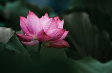 水墨
