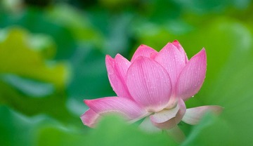 粉嫩