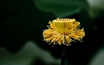 蕊