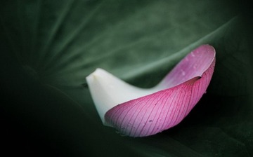 瓣