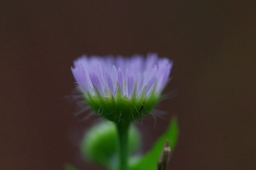 IMGP5953.JPG