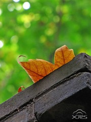 IMG_43642.jpg