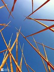 IMG_5441.jpg
