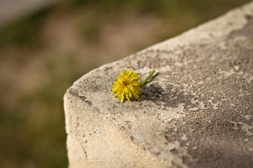 失落的小花.JPG