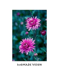 02 月 10 日 西湖菊花 7456-编辑-2.jpg