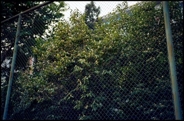 Scan-130628-0062-2.jpg