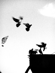 Infrared Film