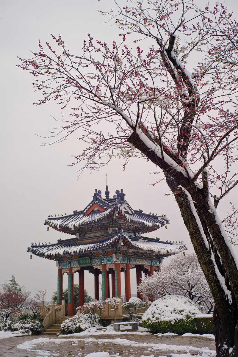 薄雪梅花山