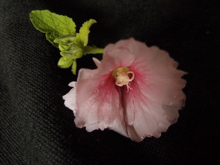 植物花卉20110731_130333_016