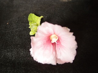 植物花卉20110731_130550_018