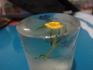 植物花卉20110731_131614_020
