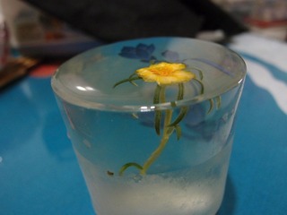 植物花卉20110731_131616_022
