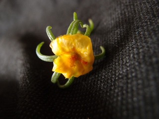 植物花卉20110731_132230_028