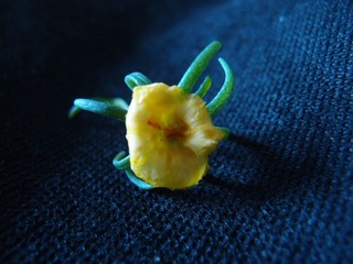 植物花卉20110731_132645_034