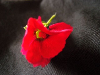 植物花卉20110731_133417_042