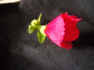植物花卉20110731_133445_043